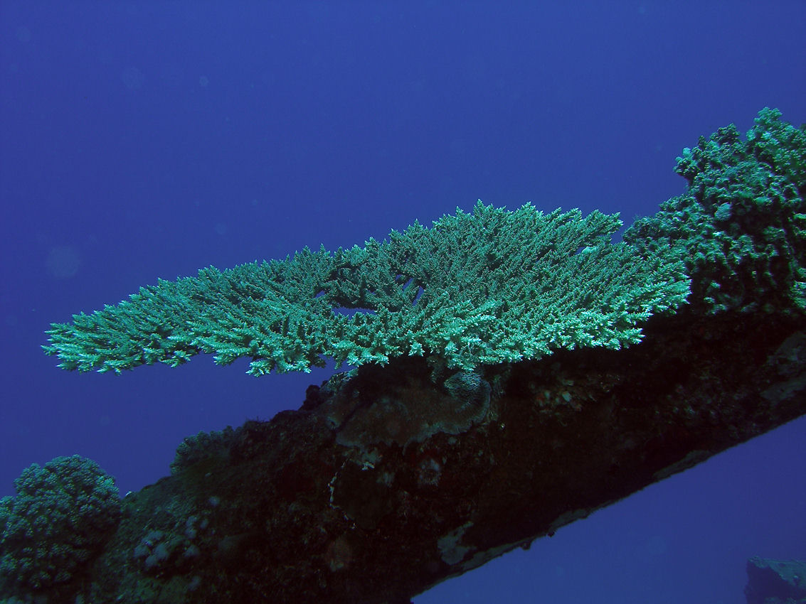 Acropora hyacinthus